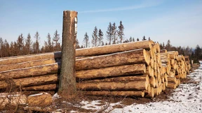 Grüne Minister geraten in Erklärungsnot