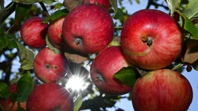 Schnell umsetzbare Riester-Reform