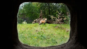 Schlafplatz als Präsentierteller