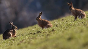 Warum der Feldhase zum Symbol des Osterfests geworden ist