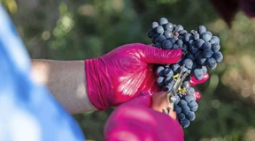 Sonniger Beginn der Weinlese von Sorgen begleitet