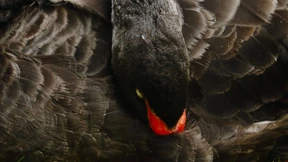 Das Virus als Schwarzer Schwan