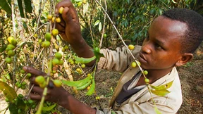 Kaffee rösten können die Äthiopier selbst