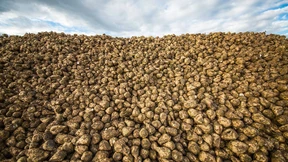 Zucker gegen Gewalt?