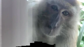 Affe knipst Selfies mit geklautem Mobiltelefon