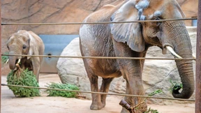 Erste Elefantengeburt seit 57 Jahren