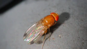 Chinesische Invasoren beunruhigen Weinbauern