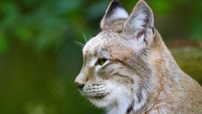 Auf leisen Sohlen in die Freiheit