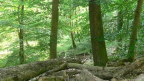 Ein Wald, der einen nicht loslässt