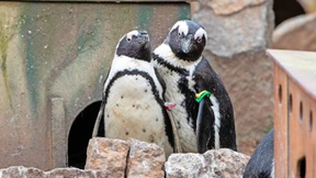 Fünf Wochen für den Artenschutz