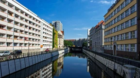 Golddistel am Plattenbau 