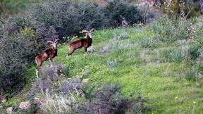 Die Natur erobert das Niemandsland