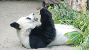 Ciao, Ciao, Bao Bao!