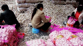 Wie Knoblauch zum nationalen Sicherheitsrisiko wurde