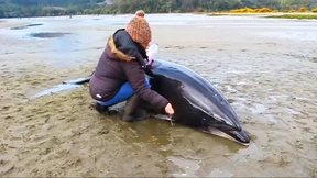 Helfer retten Delfine