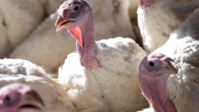 Wie sich die Vogelgrippe ausbreitet