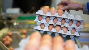 Falsch deklarierte Eier in acht Bundesländern