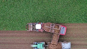 Flexible Zikaden bedrohen die Kartoffelernte