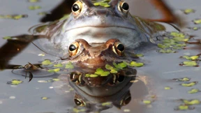 Nicht nur der Moorfrosch ist bedroht