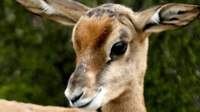 „Franzi“ kriegt die Milch per Flasche - Zoo zieht Gazelle groß 