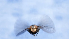 Ozon zerstört das Sexleben von Insekten