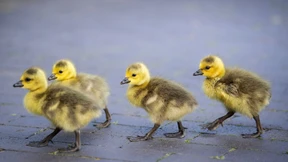 Der Frühling zieht sich nochmal zurück