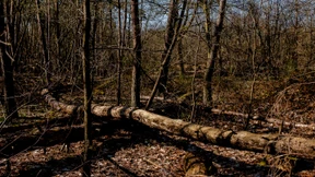 Holzernte oder Lebensraum für Insekten?
