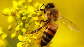 Letzte Chance für den Insektenschutz