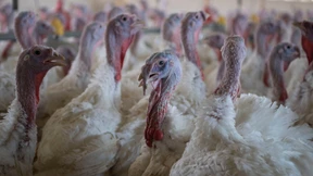 Putenhaltung verstößt gegen das Tierschutzgesetz
