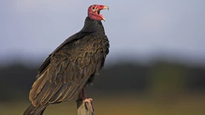 Dieses süße Aroma von Plastikmüll