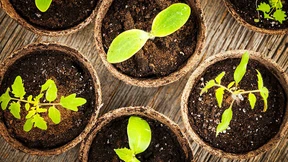 Garten Eden aus der Tüte