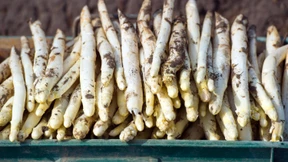 Spargelernte bisher spärlich