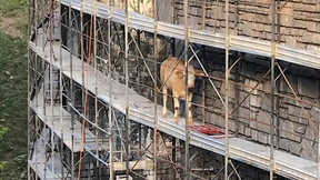 Kuh verirrt sich auf Baugerüst