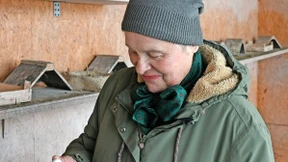 Tierschützer für Taubenschläge in den Städten