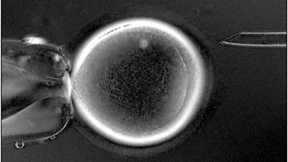 Was ist ein Embryo?
