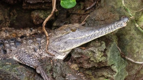 Wenn Brüten reine Männersache ist
