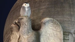 Seltener arktischer Besuch begeistert Washington