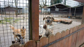„Hilferuf“ für Egelsbacher Tierherberge