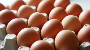 Der Mensch isst schon länger Hühnereier als gedacht