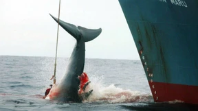 Japan will kommerziellen Walfang erlauben