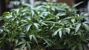 EU-weites Wettrennen um Cannabis Geschäft