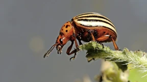 Natürliche Waffe gegen schädliche Insekten