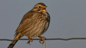 Grauammer im Aufwind