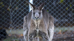 Känguru verprügelt Australier 