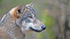 Mit 2500 Volt gegen eine Wolfsattacke