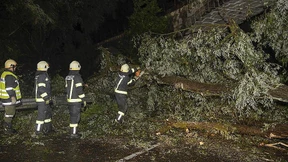 Umgestürzte Bäume beschädigen Autos