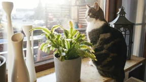 Nabu Hessen lehnt „Katzen-Lockdown“ ab