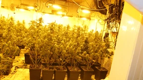 Cannabisplantage mit 1100 Pflanzen entdeckt