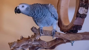 Selbstlos ist der Vogel und ohne Neid