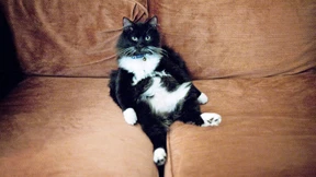 Siams und Perser liegen im Trend